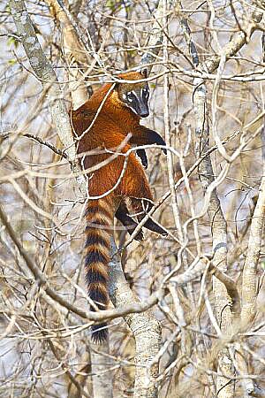South American coati.jpg