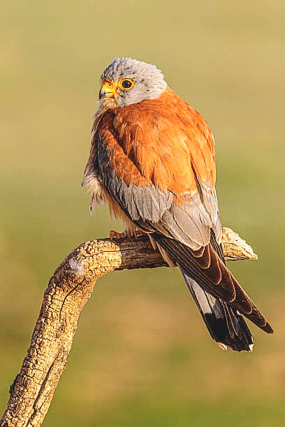 Lesser kestrel.jpg