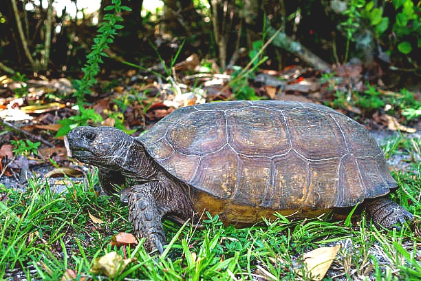 Gopher tortoise.jpg