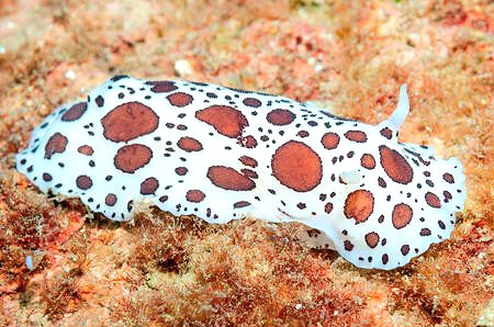Dotted sea slug.jpg