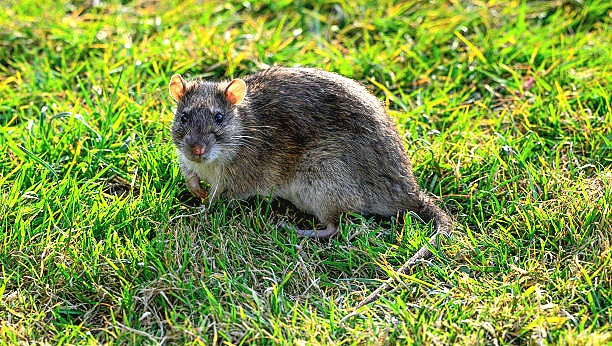 Brown rat.jpg