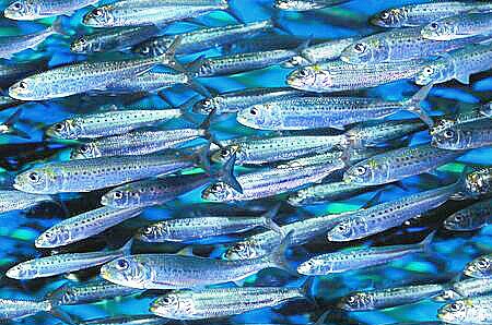 Pacific sardines.jpg