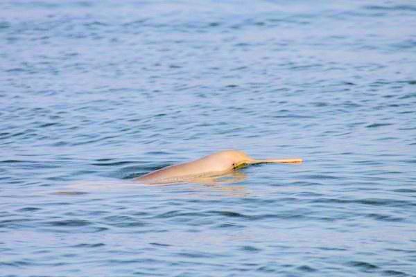 La Plata dolphin.jpg