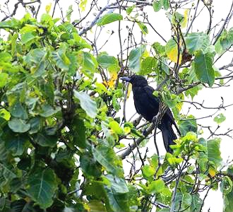 Mariana crow.jpg