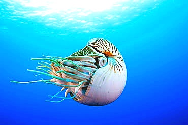 Pearly nautilus.jpeg