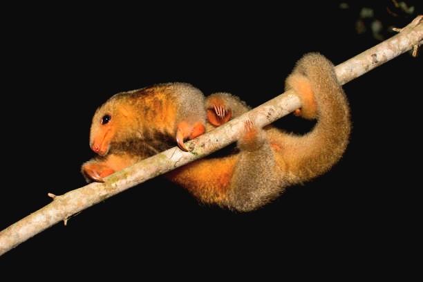 Silky anteater.jpg