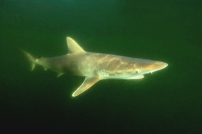 Atlantic sharpnose shark.jpeg