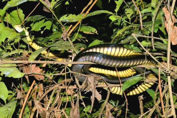 Gold's tree cobra.jpeg