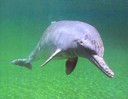 La Plata dolphin.jpeg