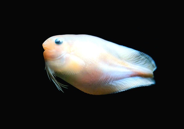 Threadfin snailfish.jpg