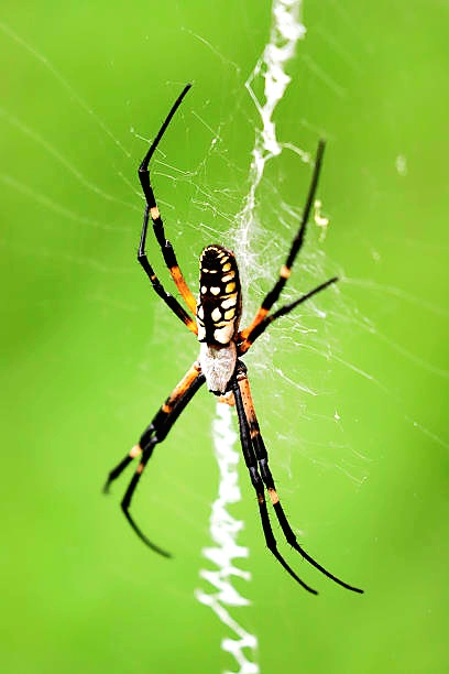 Yellow garden spider.jpg