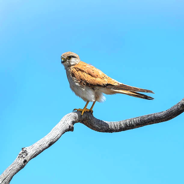 Nankeen kestrel.jpg