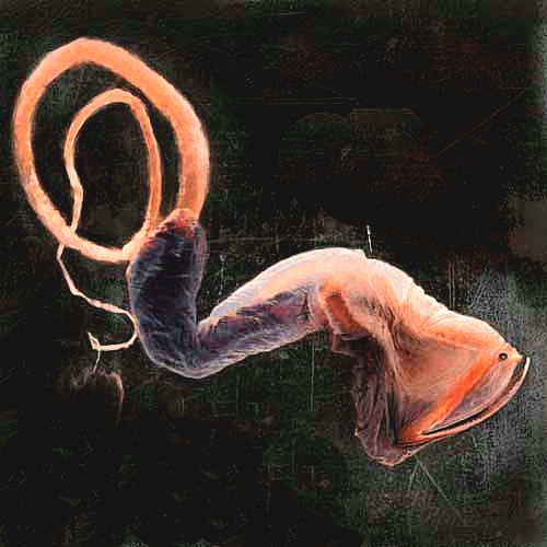 Whiptail gulper eel.jpg