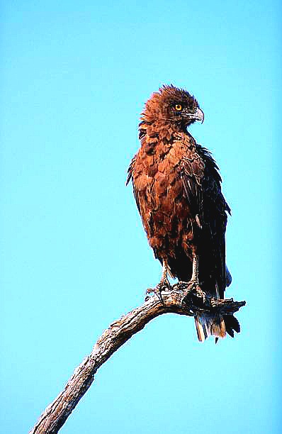 Brown snake eagle.jpg