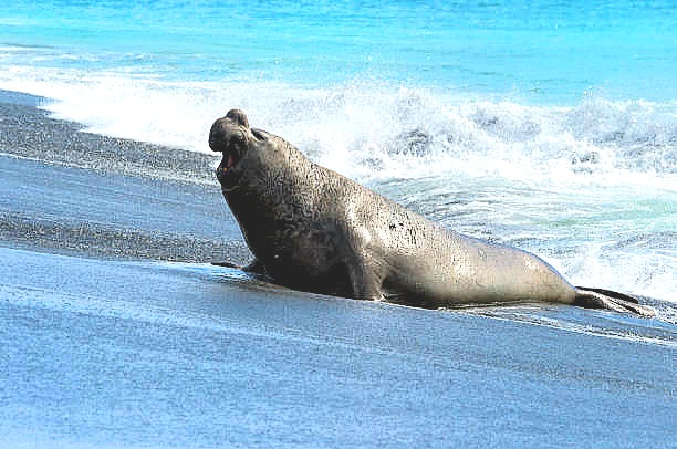 Southern elephant seal.jpg
