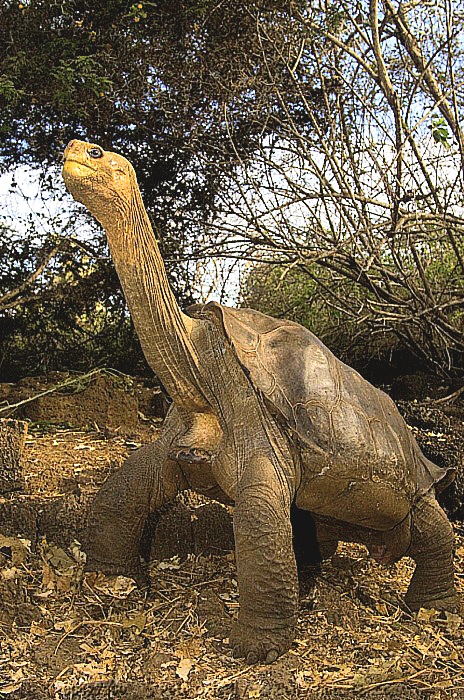 Galápagos giant tortoise.jpeg