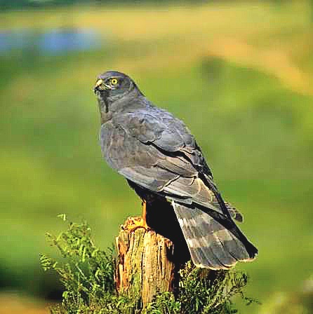 Black harrier.jpeg