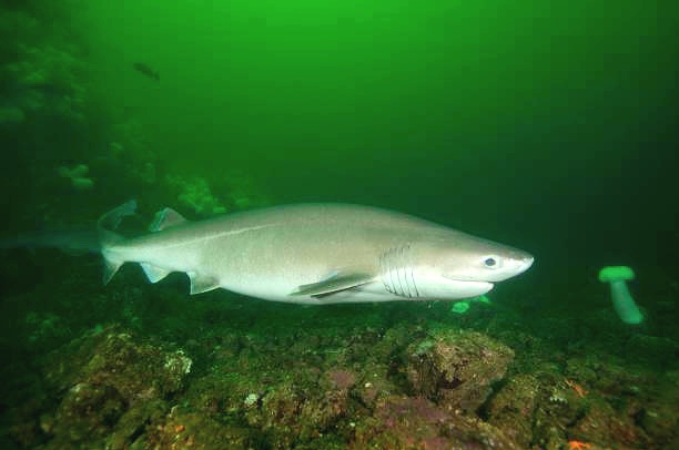 Bluntnose sixgill shark.jpg