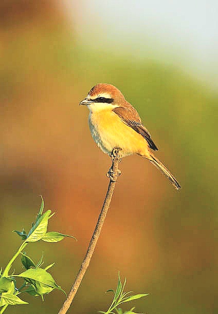 Brown shrike.jpg