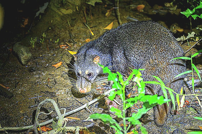 Otter civet.jpeg