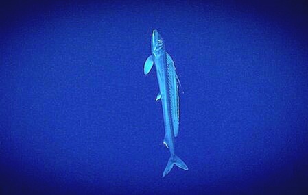 Longnose lancetfish.jpg