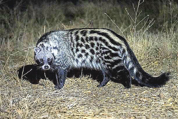 African civet.jpg