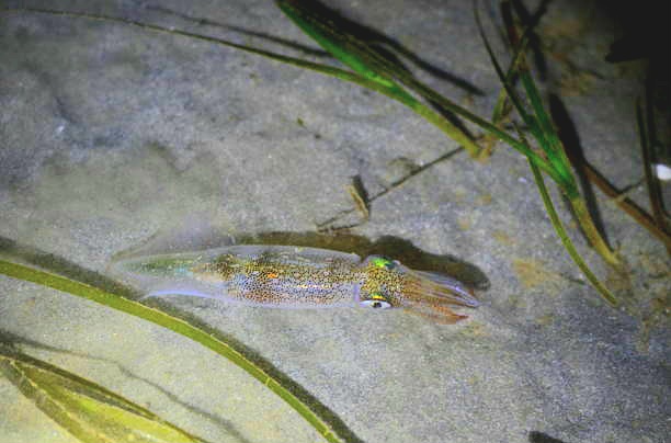 Opalescent squid.jpg