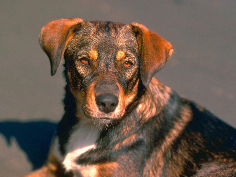Dog.jpg