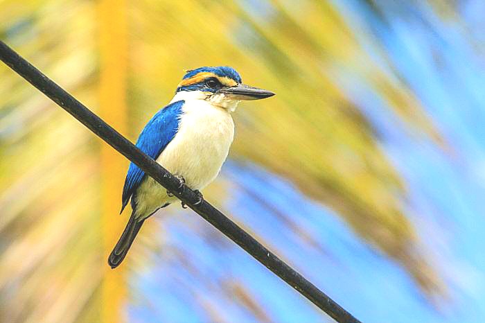 Pacific kingfisher.jpeg