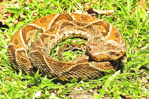 Southern fer-de-lance.jpg