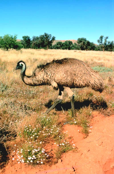 Emu.jpg