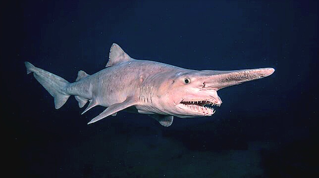 Goblin shark.jpg