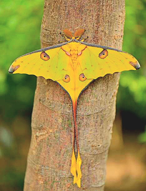Madagascan moon moth.jpg