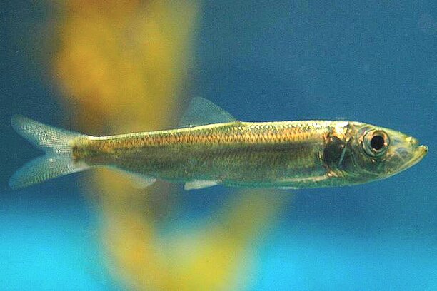 Pacific herring.jpg