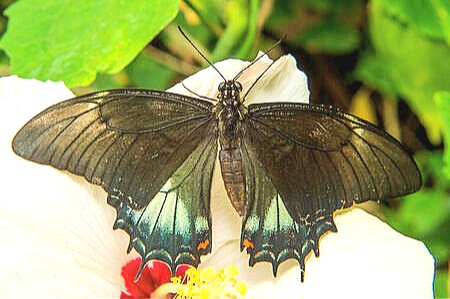 Queen swallowtail.jpg