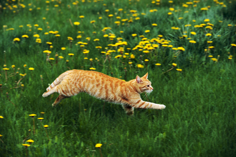 Cat.jpg
