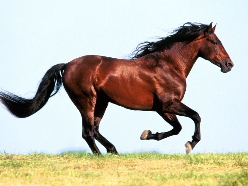 Horse.jpg