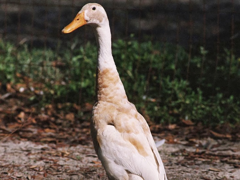 Duck.jpg