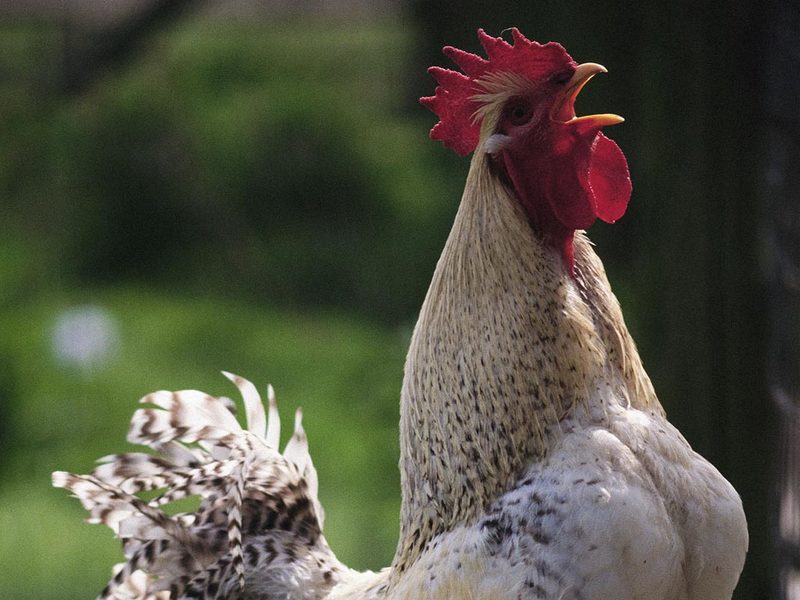 Chicken.jpg