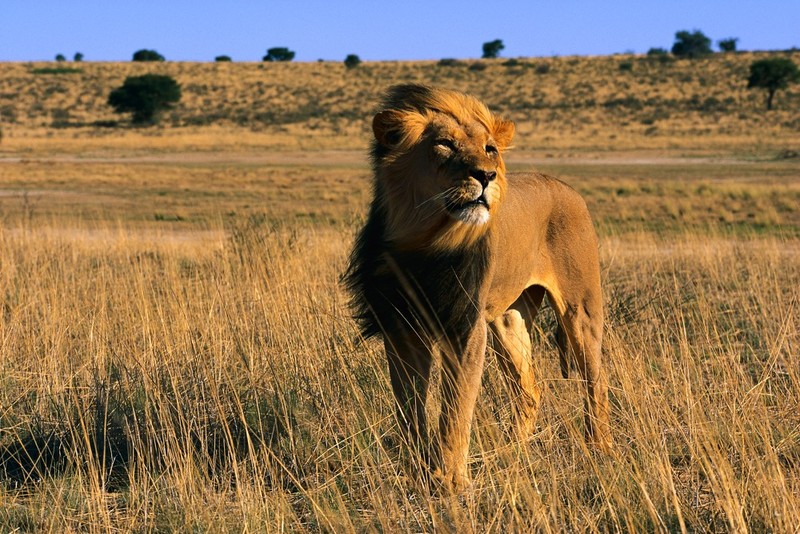 Lion.jpg