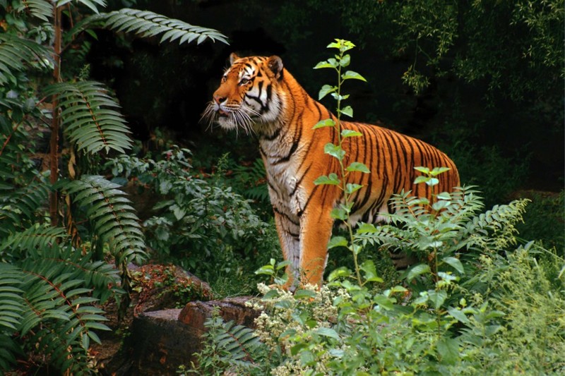 Tiger.jpg