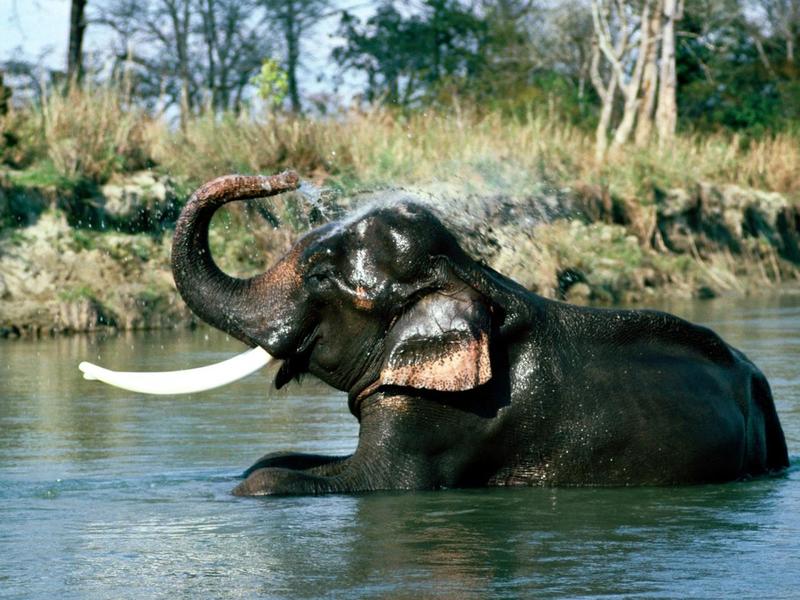 Indian Elephant.jpg