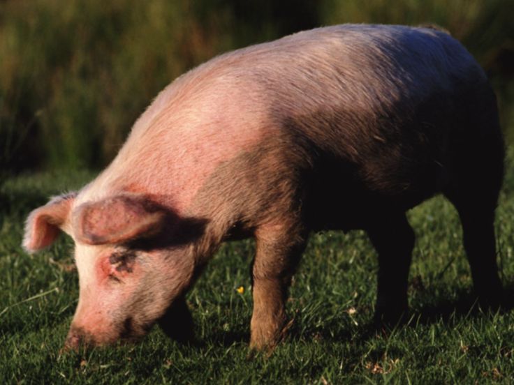 Pig.jpg