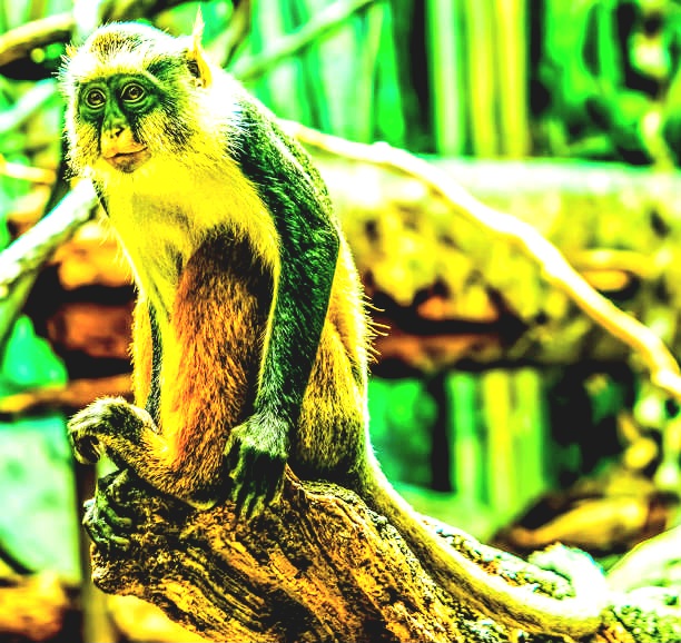 Wolf's guenon.jpg