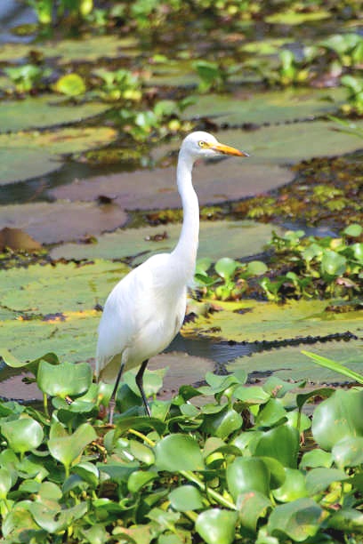 Intermediate egret.jpg