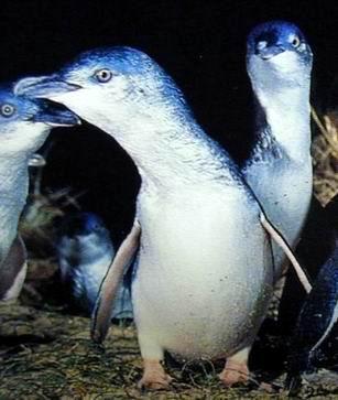 Little Penguin - Eudyptula minor.jpg