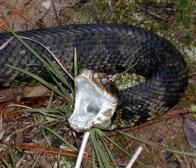 Cottonmouth - Amy Young.jpg
