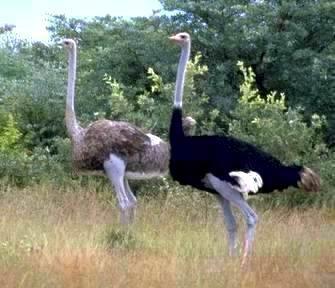 Ostrich Botswana.jpg