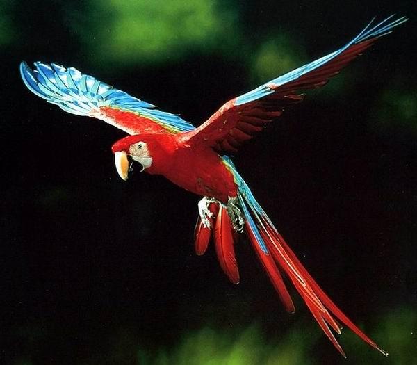 Green-winged Macaw in flight.jpg