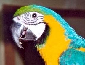 Blue and Gold Macaw.jpg